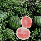 Kako uzgajati lubenicu u predgrađu na otvorenom polju